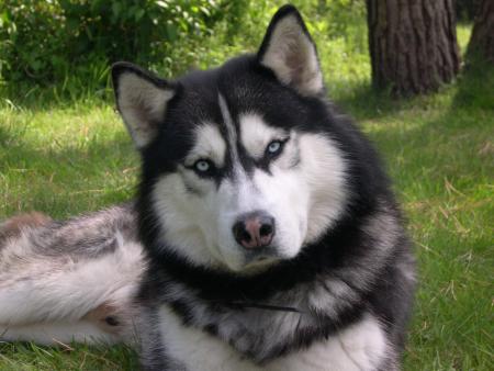 trop beau comme chien