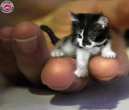 C trop mignon